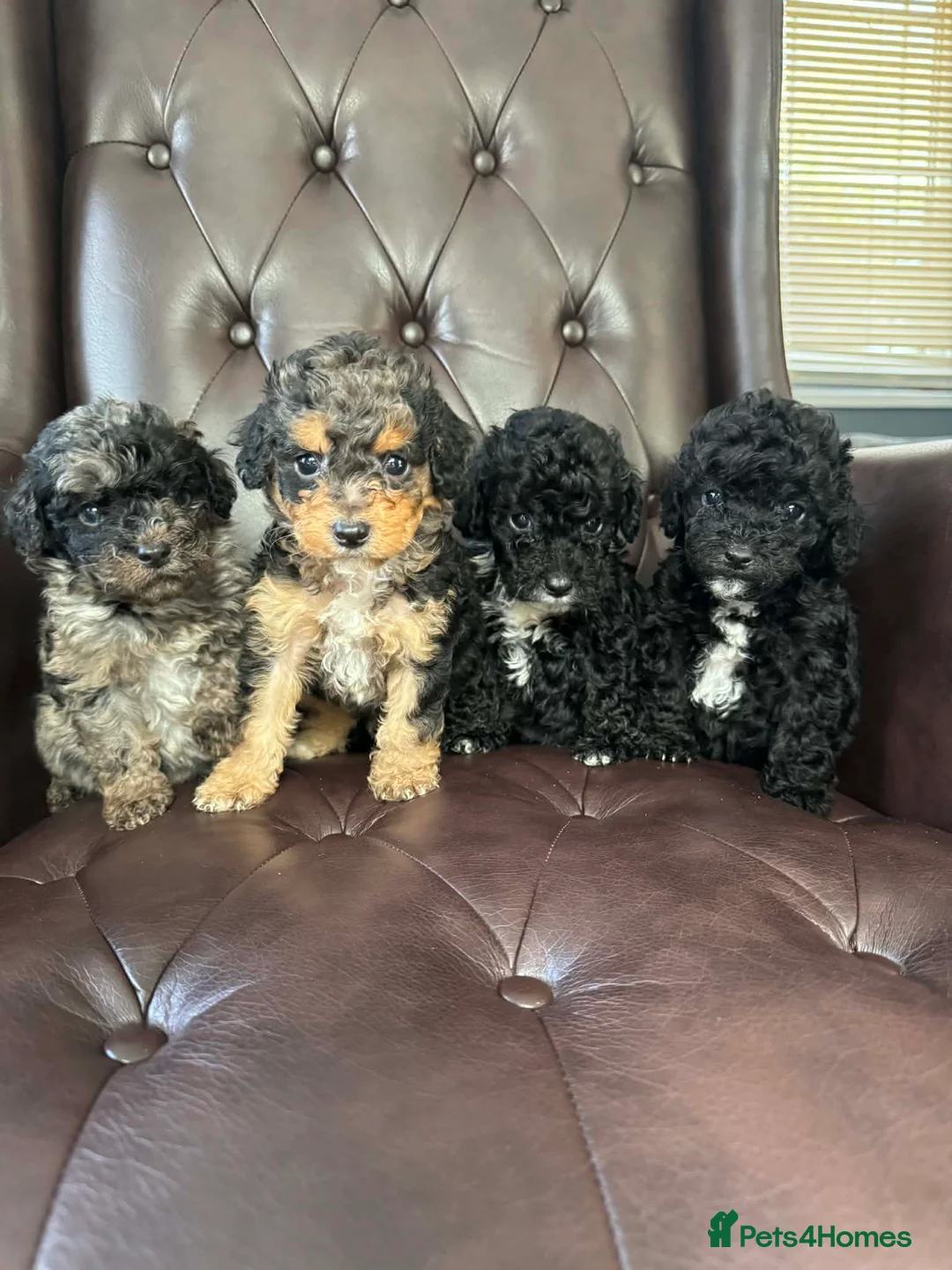 Cavapoo dogs for sale: F1b toy cavapoos - Advert 1