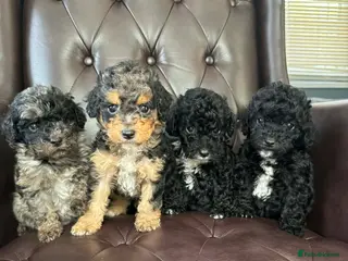 Cavapoo dogs F1b toy cavapoos - Advert 5