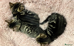 Domestic Shorthair cats for sale: 3 Cute Tabby Kittens - Image 3