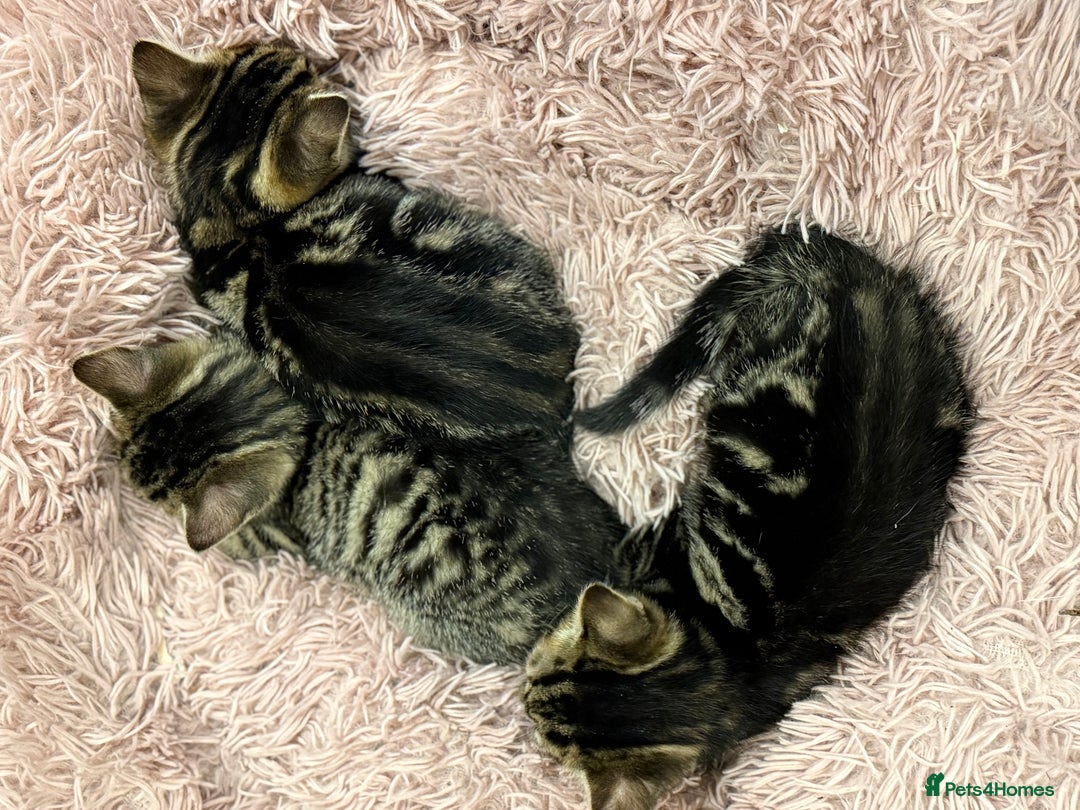 Domestic Shorthair cats for sale: 3 Cute Tabby Kittens - Image 3