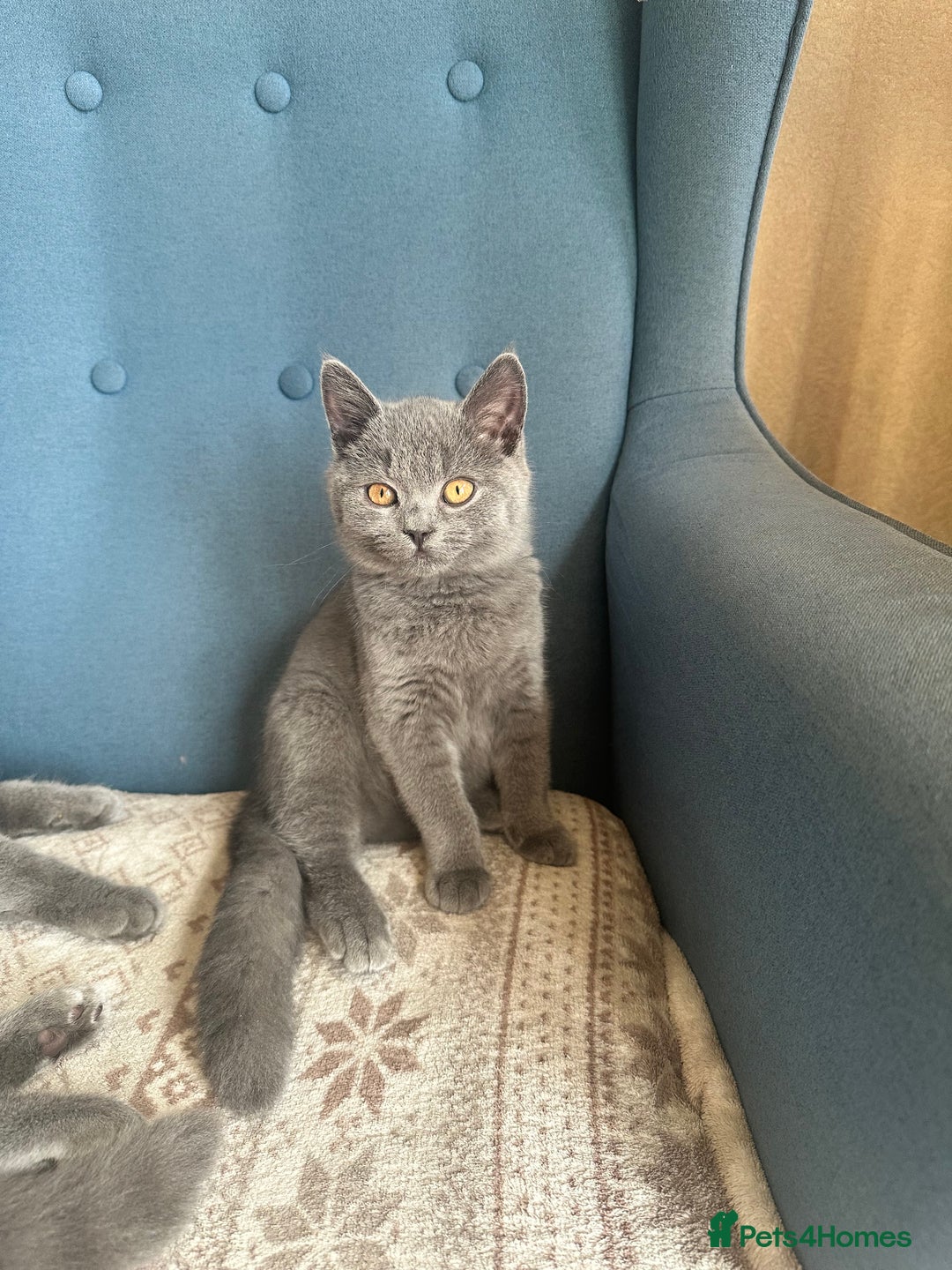 British Shorthair cats for sale: 💙 3 Gorgeous British Blue Kittens Available 💙 - Image 7