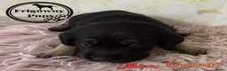 Labrador Retriever dogs for sale: 🖤 Quality RKC Labrador Puppies 🖤 Ready July 🖤 - Advert 15