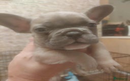 French Bulldog dogs for sale: French bulldog  - Image 9