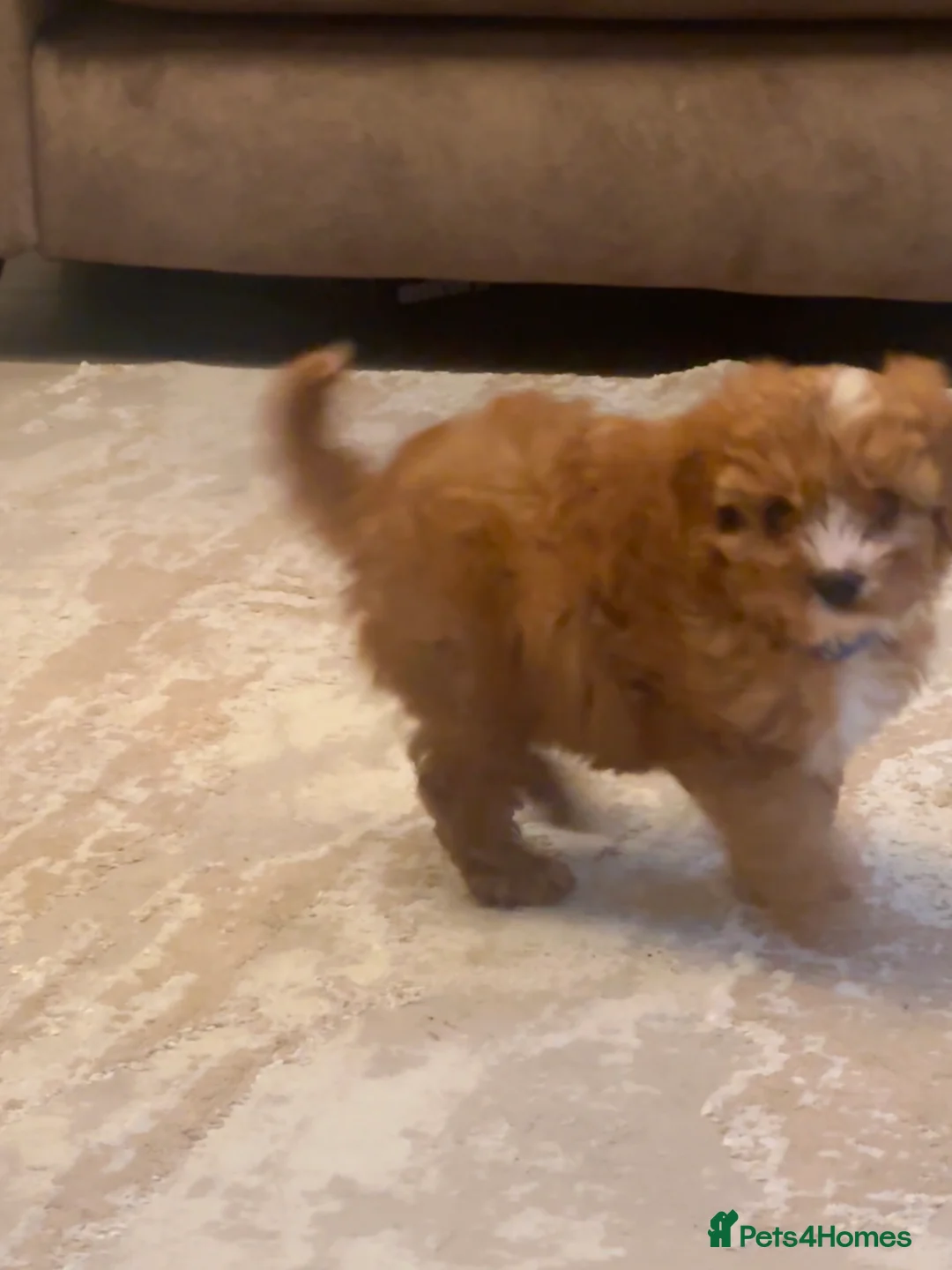 Cavapoo dogs for sale:  9-Week-Old Cavapoo Puppy for Rehoming - Advert 2