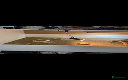 Tortoise reptiles for sale: Horse field tortoise  - Image 4