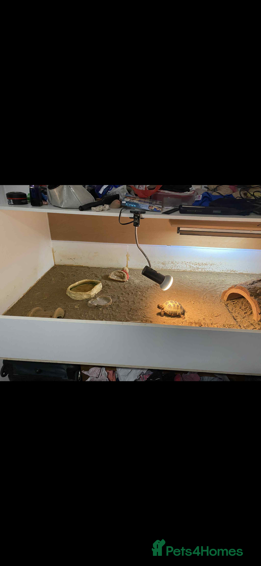 Tortoise reptiles for sale: Horse field tortoise  - Image 4