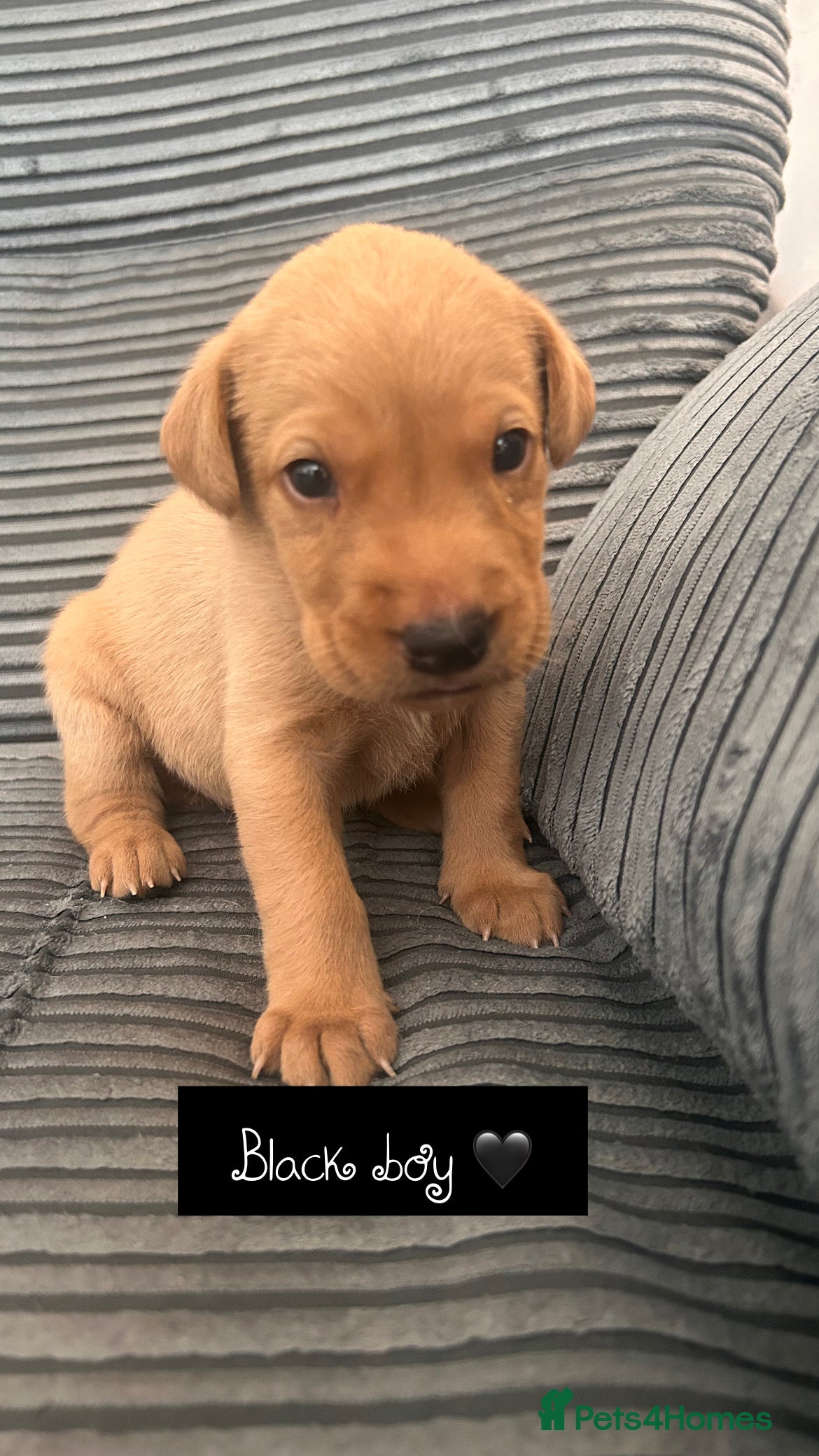 Labrador Retriever dogs Follow your pups journey from birth ❤️ - Advert 2