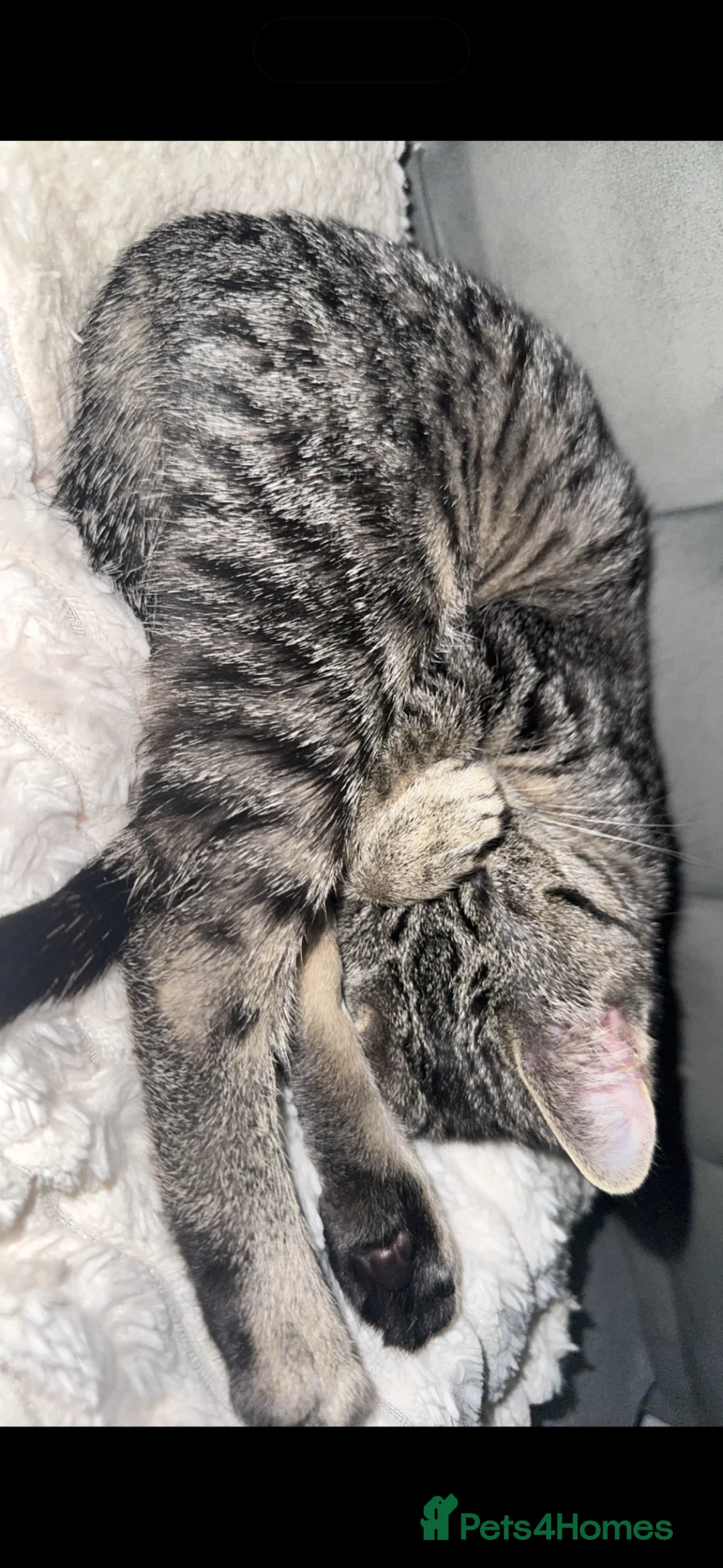 British Shorthair cats for sale: 9 month old female cats avail - Advert 4
