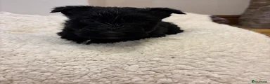 Scottish Terrier 4
