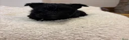 Scottish Terrier dogs for sale: Gorgeous Scottie pups  - Advert 35