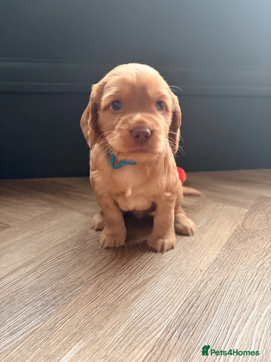 Cocker Spaniel dogs for sale: READY NOW - 1 Cocker Spainel Boy!  - Advert 7