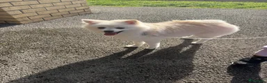 Pomeranian 1