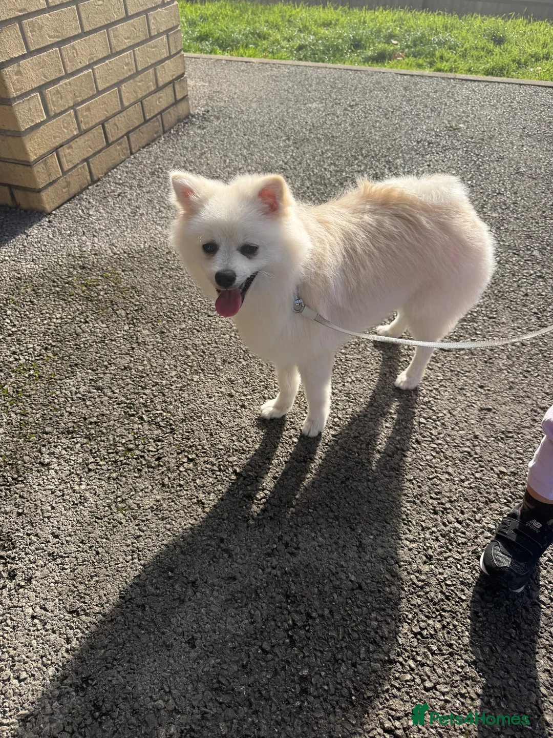 Pomeranian dogs for sale: Chicco in Manchester - Advert 2