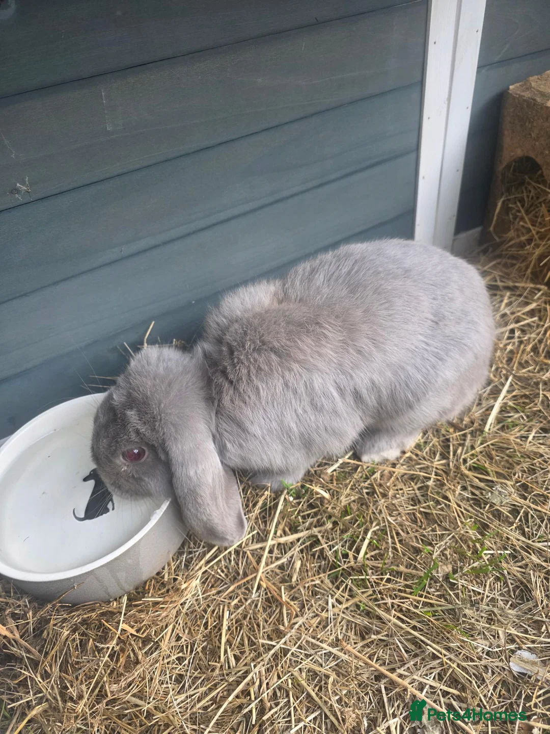 Mini Lop rabbits for sale: Beautiful Grey Mini lop female - Advert 2
