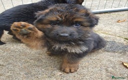 German Shepherd dogs for sale: Superb quality Long coat German Shepherd PuppiesKC - Image 5