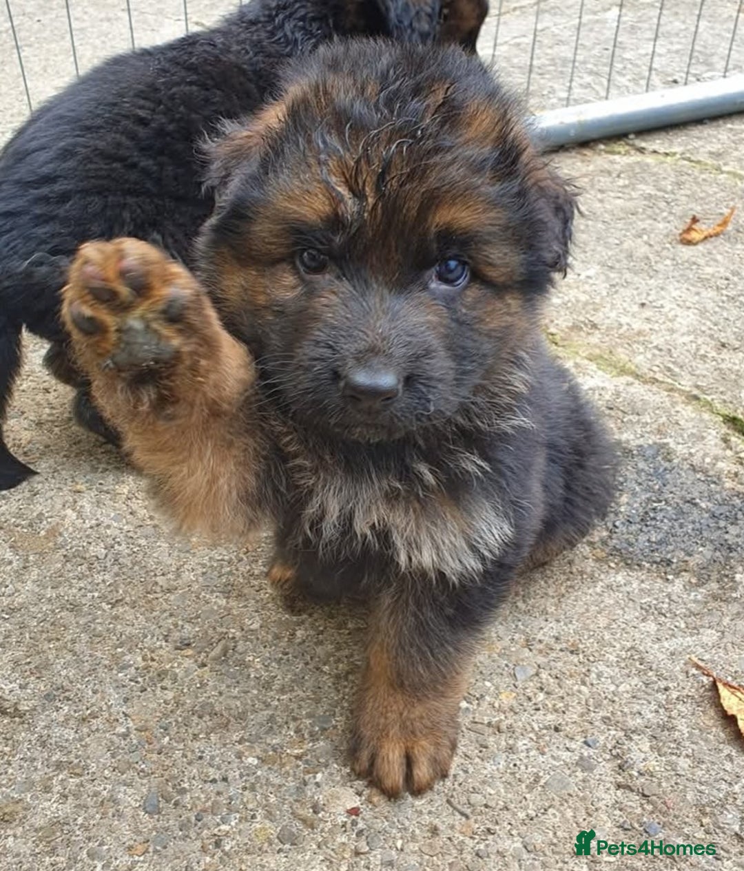 German Shepherd dogs for sale: Superb quality Long coat German Shepherd PuppiesKC - Image 5