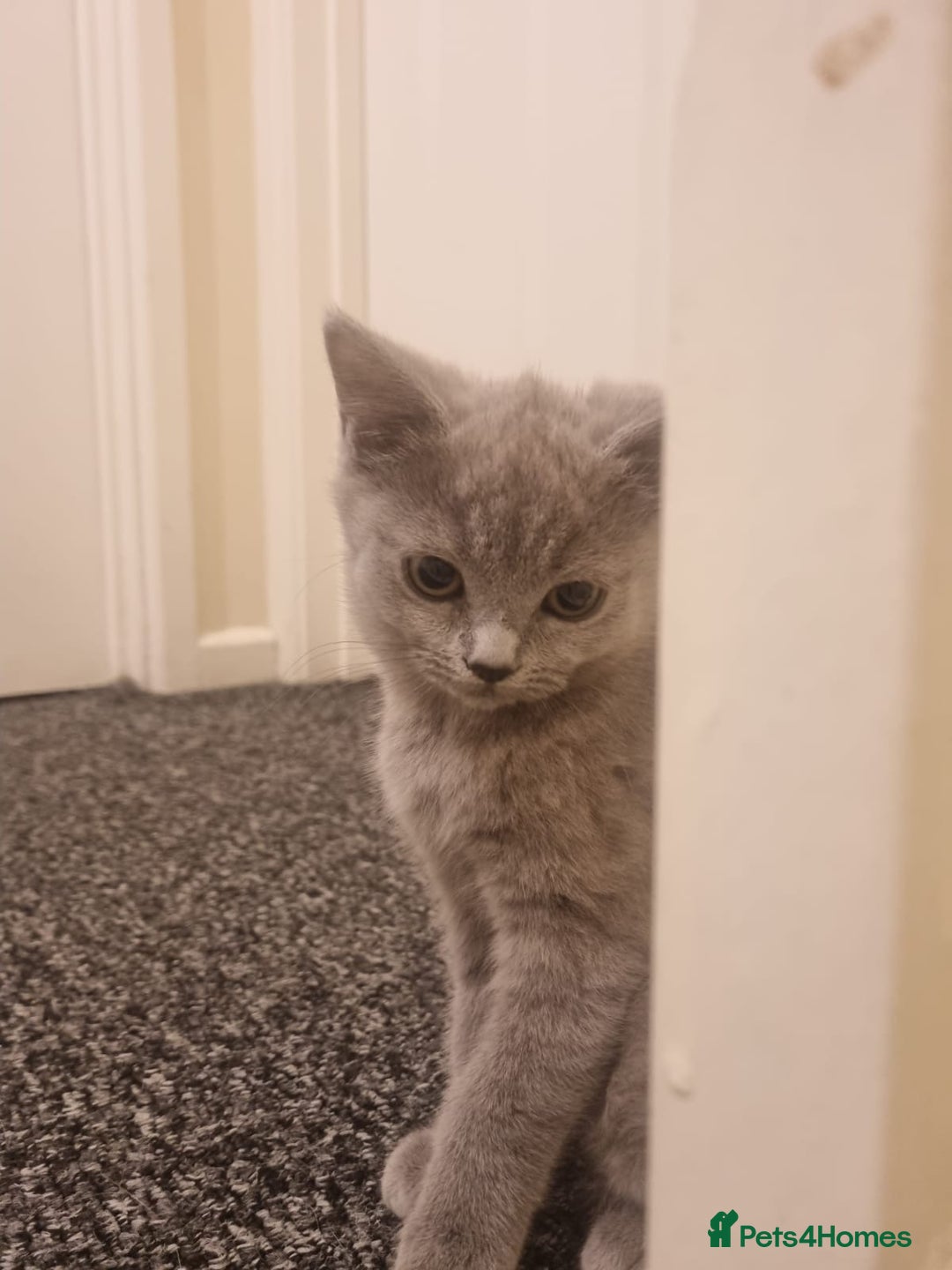 Mixed Breed cats for sale: Kitten - Advert 1