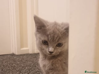 Mixed Breed cats Kitten - Advert 1
