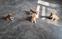 Mixed Breed dogs for sale: 💙 3 Beautiful Boys 💙 - Image 18