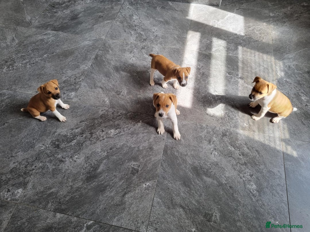 Mixed Breed dogs for sale: 💙 3 Beautiful Boys 💙 - Image 18