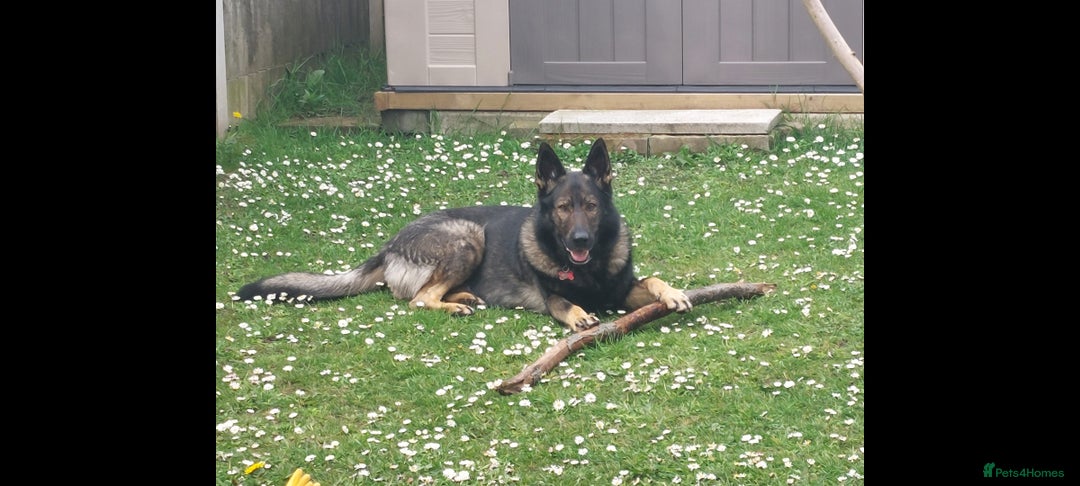 German Shepherd dogs for stud: Stud available, KC Reg, Sable GSD - Advert 1