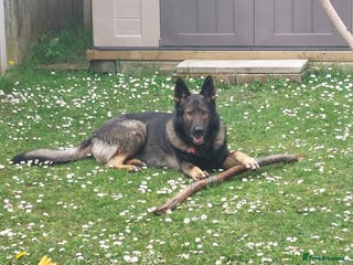German Shepherd dogs Stud available, KC Reg, Sable GSD - Advert 1