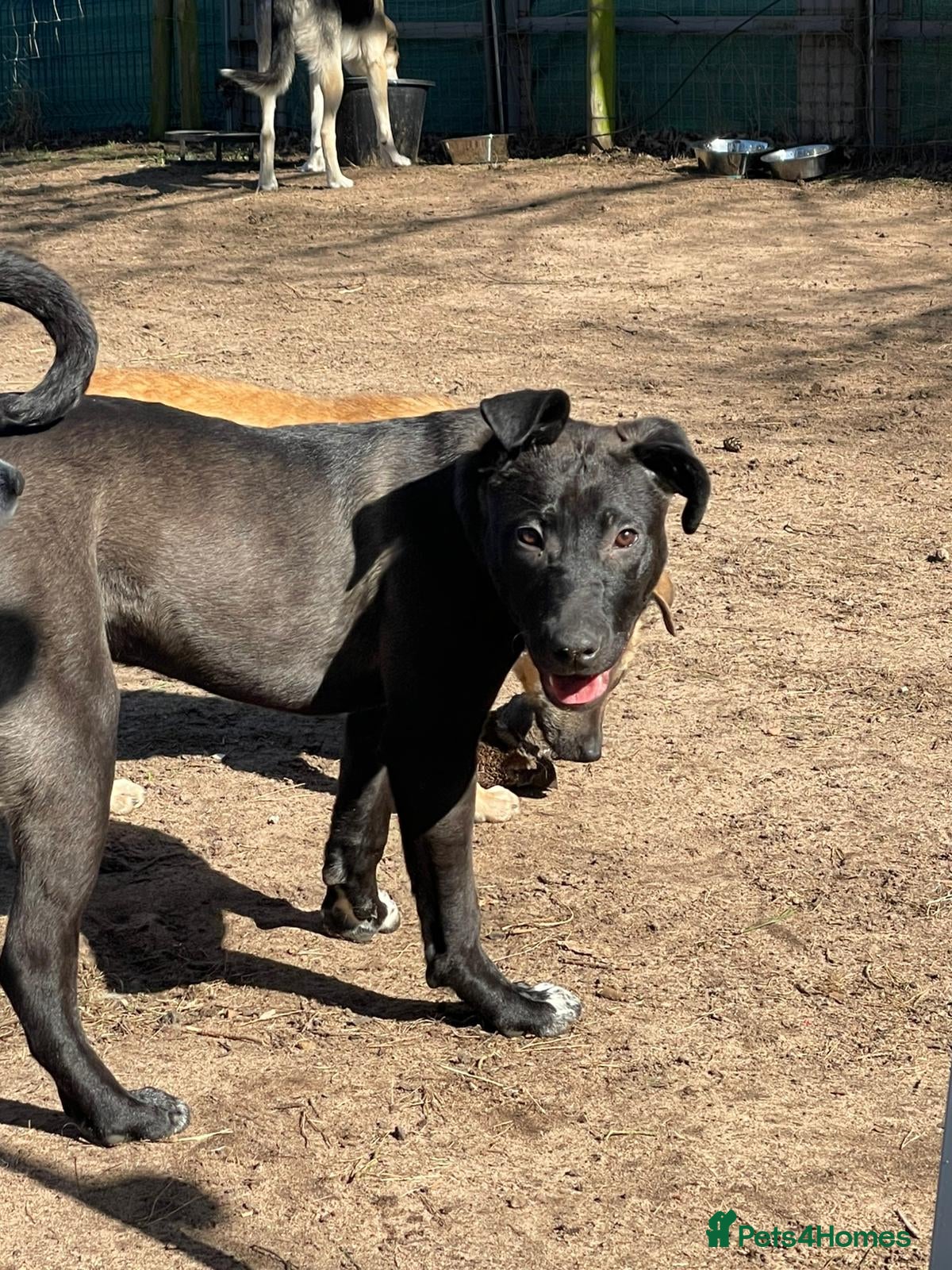 Mixed Breed dogs 🐾🖤 SAM – The Happy, Handsome All-Rounder 🖤🐾 - Advert 2