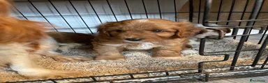 Cavapoo 5