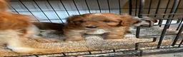 Cavapoo dogs for sale: ADORABLE CAVAPOO PUPPIES  - Advert 9