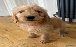 Labradoodle dogs for sale: Outstanding labradoodles from excellent pedigree  - Image 5