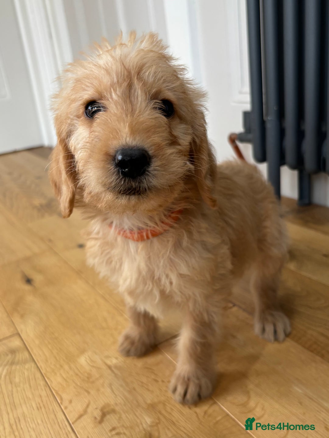 Labradoodle dogs for sale: Outstanding labradoodles from excellent pedigree  - Image 5