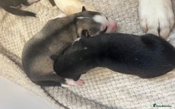 Siberian Husky dogs for sale: full-breed Siberian Husky Puppies  - Image 3
