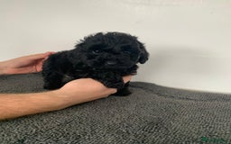Cockapoo dogs for sale: Stunning black Cockapoo puppies for sale - Image 8