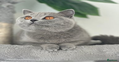 British Shorthair cats - Advert 10