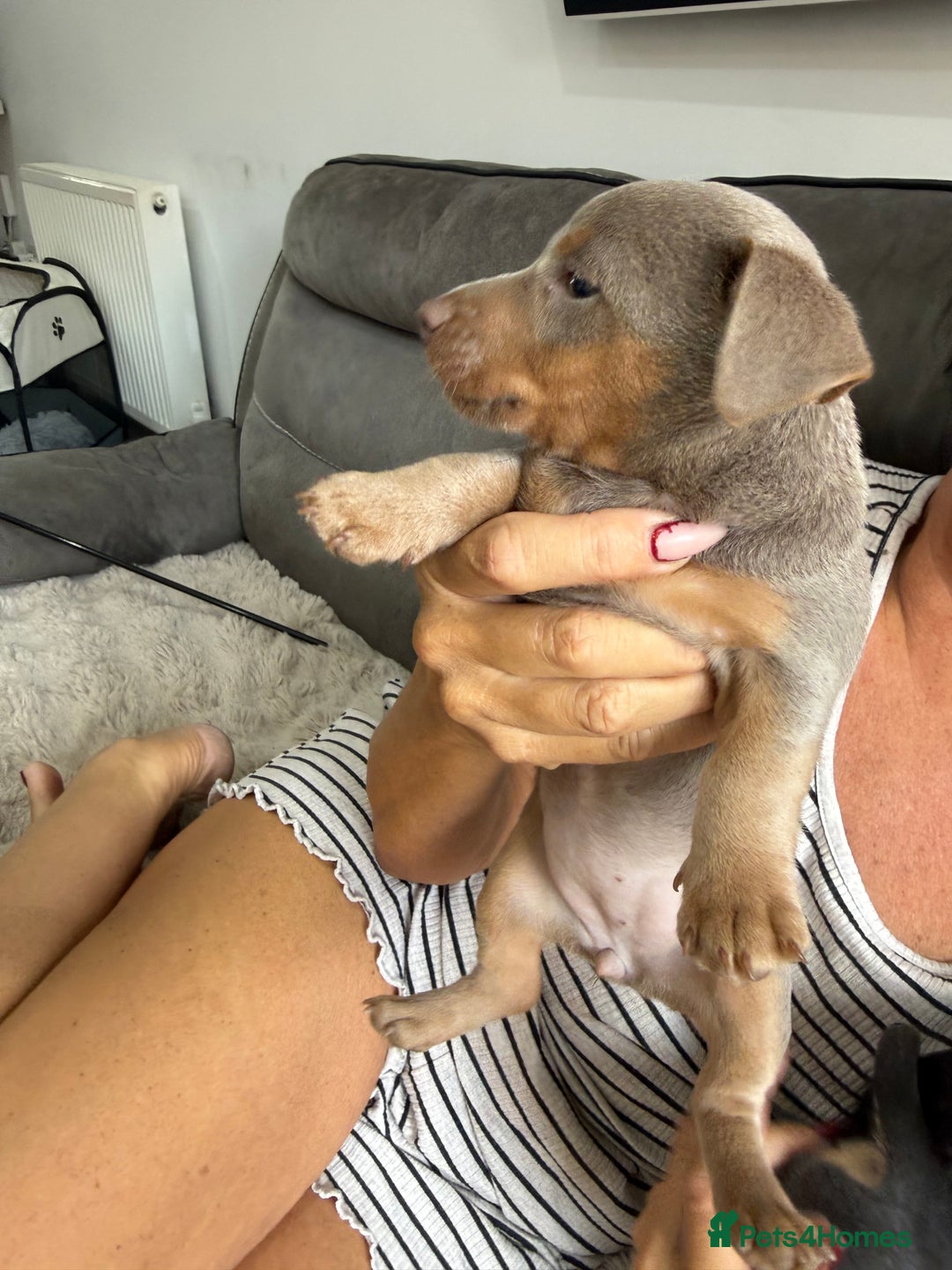 Jack Russell dogs for sale: Jack Russell Puppies 3 boys available - Image 7