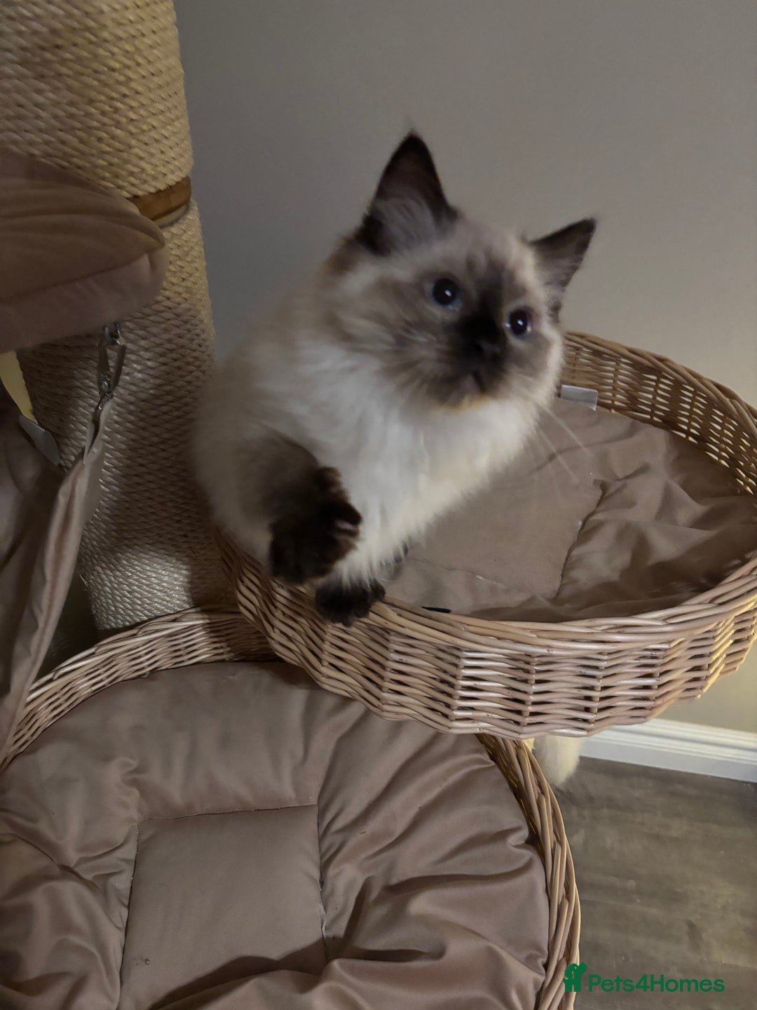 Ragdoll cats for sale: Stunning seal colourpoint boy gccf registered  - Advert 9