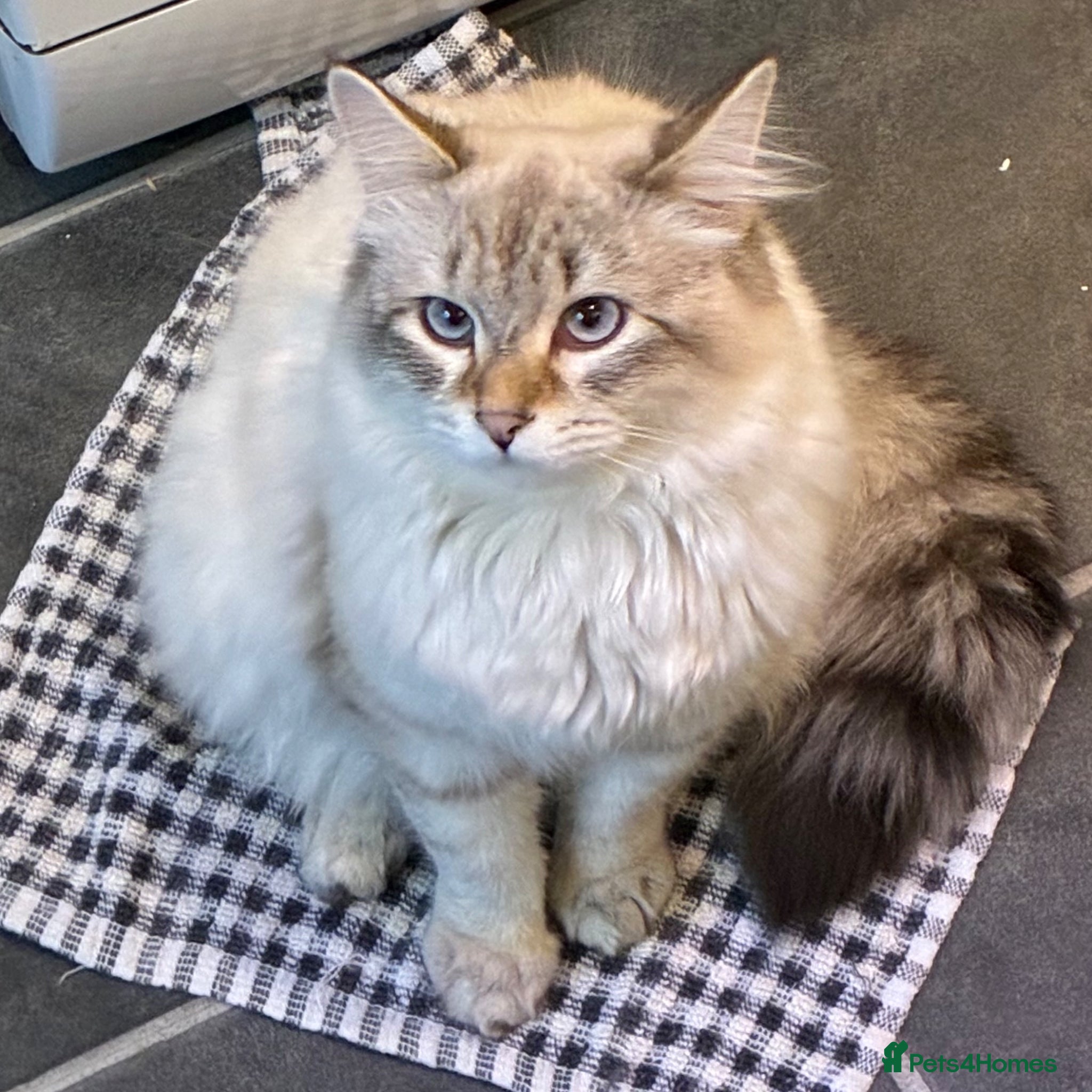 Siberian cats Siberian Male Cat – Neutered, 11 months old - Advert 6