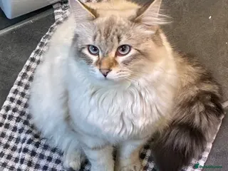 Siberian cats Siberian Male Cat – Neutered, 11 months old - Advert 3