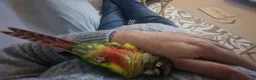 Conures birds for sale: Hand tamed, affectionate, Green Cheek Conure  - Advert 5