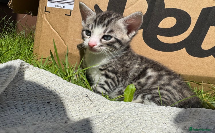 Bengal cats - Advert 11