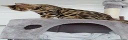 Bengal cats for sale: Female glitter Bengal for sale - Advert 17