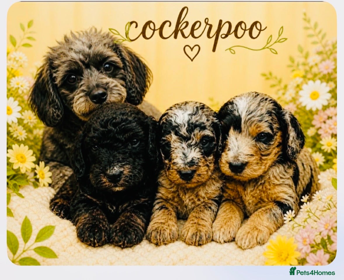 Cockapoo dogs Wow just wow 🤩  - Advert 1
