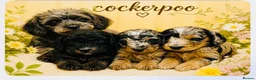 Cockapoo dogs for sale: Wow just wow 🤩  - Advert 1