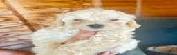 Maltipoo dogs for sale: MALTIPOOS!!! - Advert 26