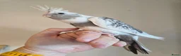 Cockatiels birds for sale: 3 white & grey pearl cockatiels  - Advert 10