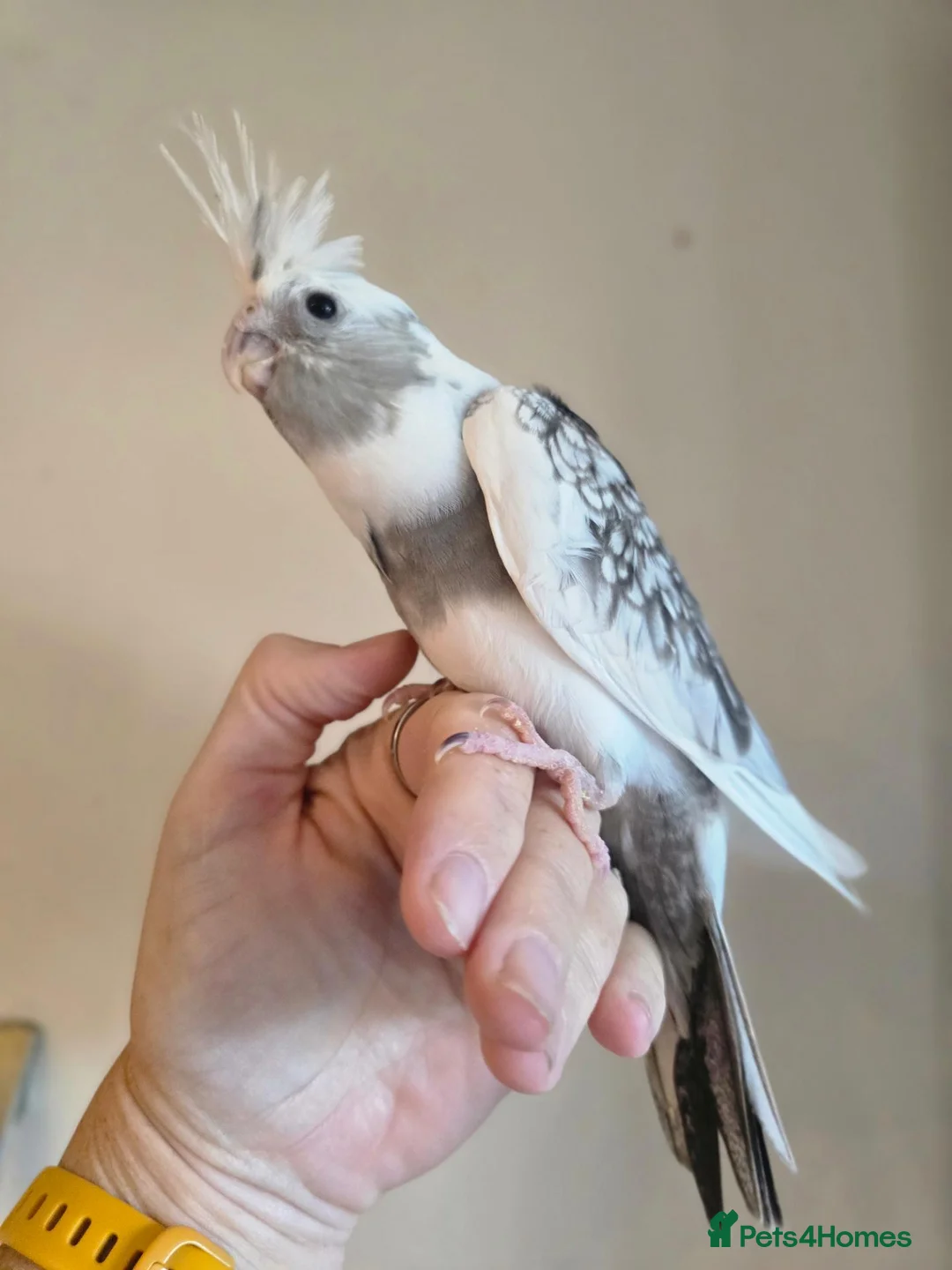 Cockatiels birds for sale: 3 white & grey pearl cockatiels  - Advert 10