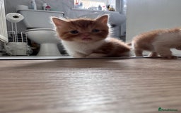 Persian cats for sale:  6 Persian kittens  - Image 14
