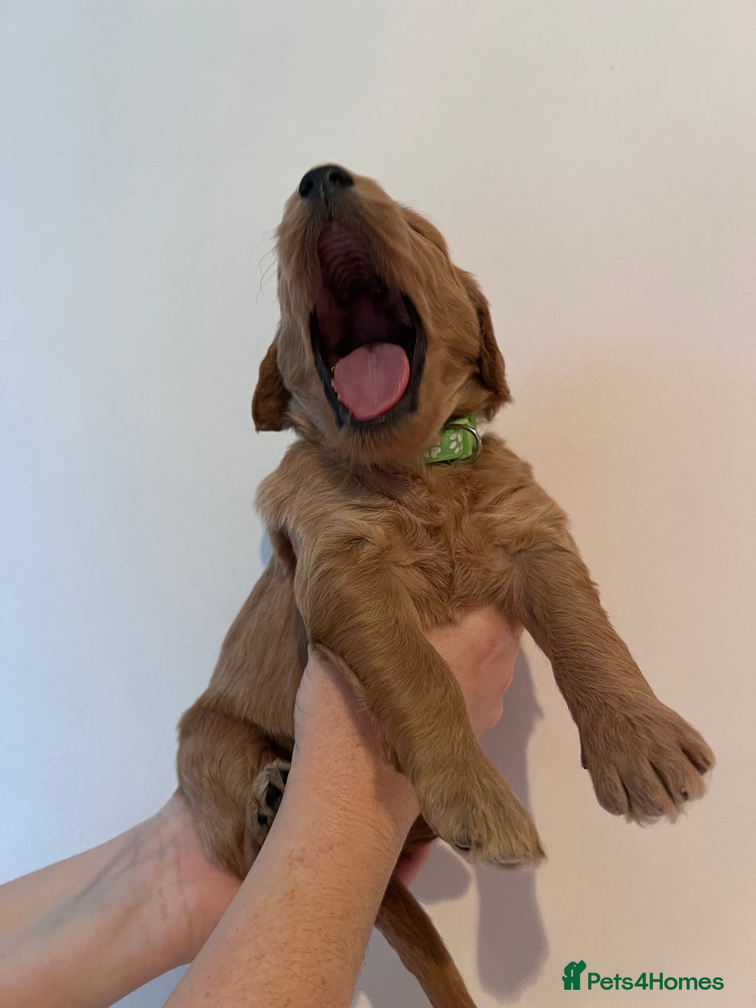 Cockapoo dogs for sale: Apricot F1B Cockapoo puppies - Advert 17