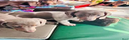 Miniature Dachshund dogs for sale: Beautiful short coat dachshund puppies  - Advert 3