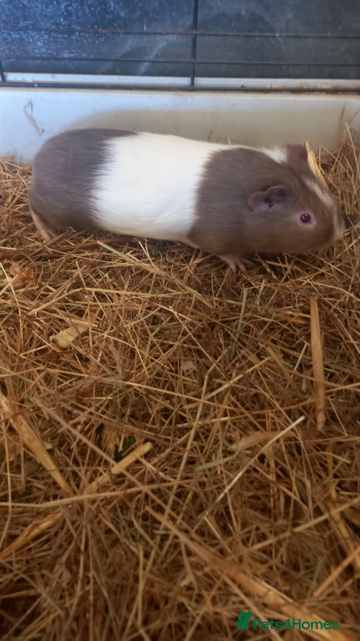 Guinea Pig rodents Baby Guinea Pigs for Sale - Advert 2